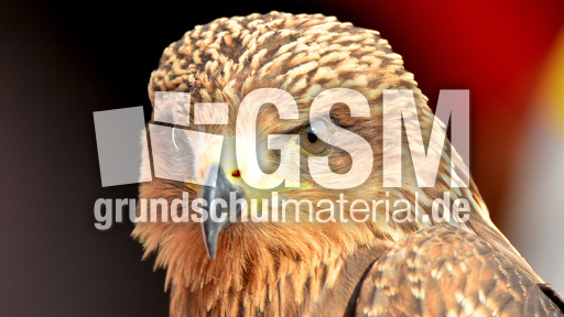 Schwarzmilan (11).jpg